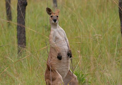 The Big Roo Count by Euan Martin Ritchie - Pozible