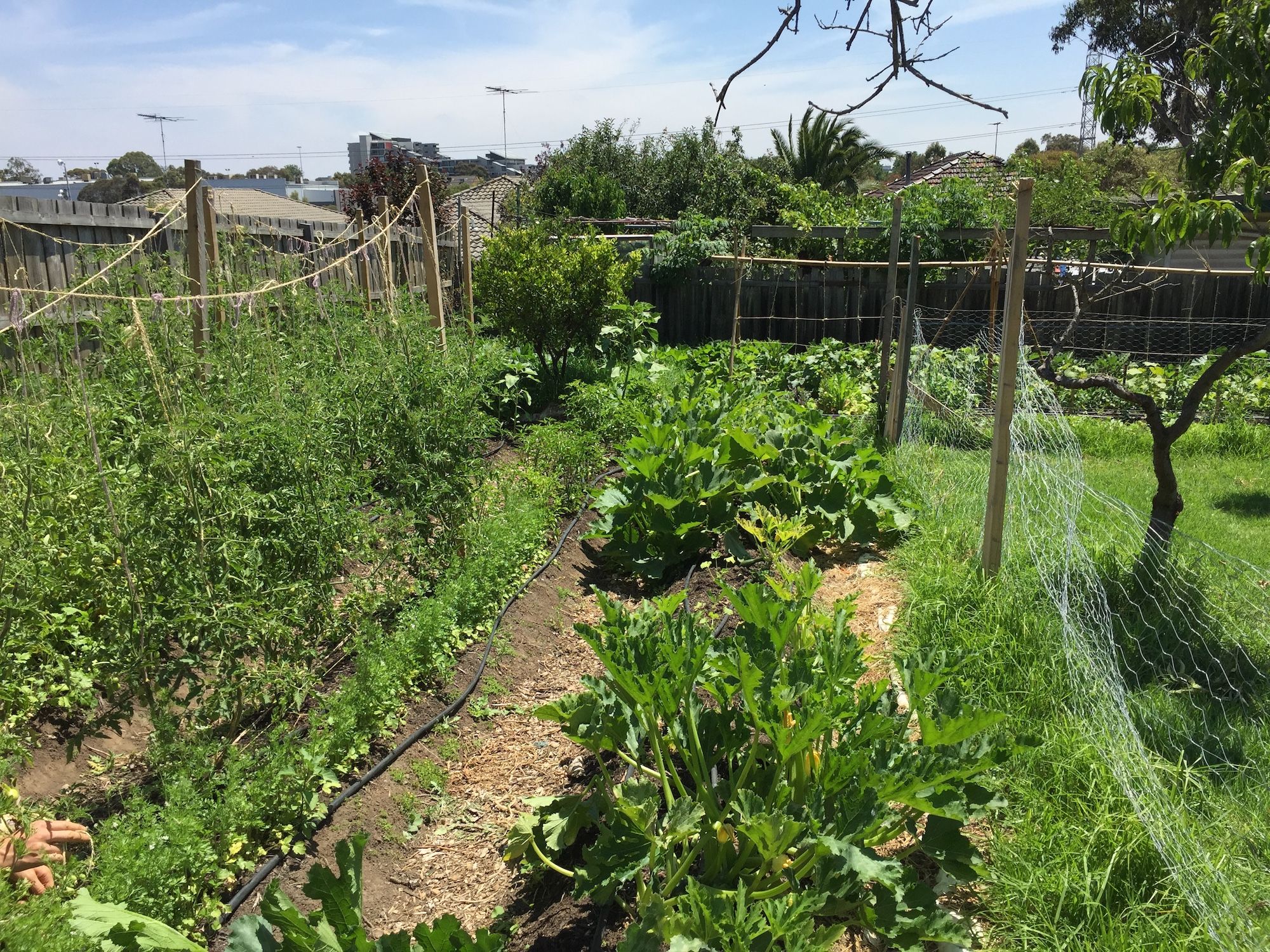 Strettle Street Market Garden by Strettle St Market Garden - Pozible