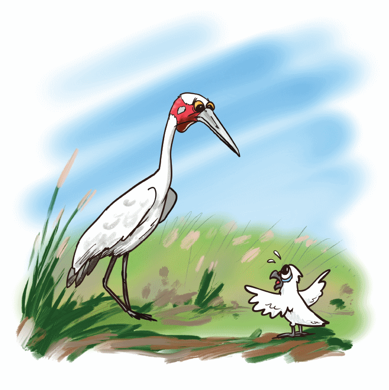 Brolga