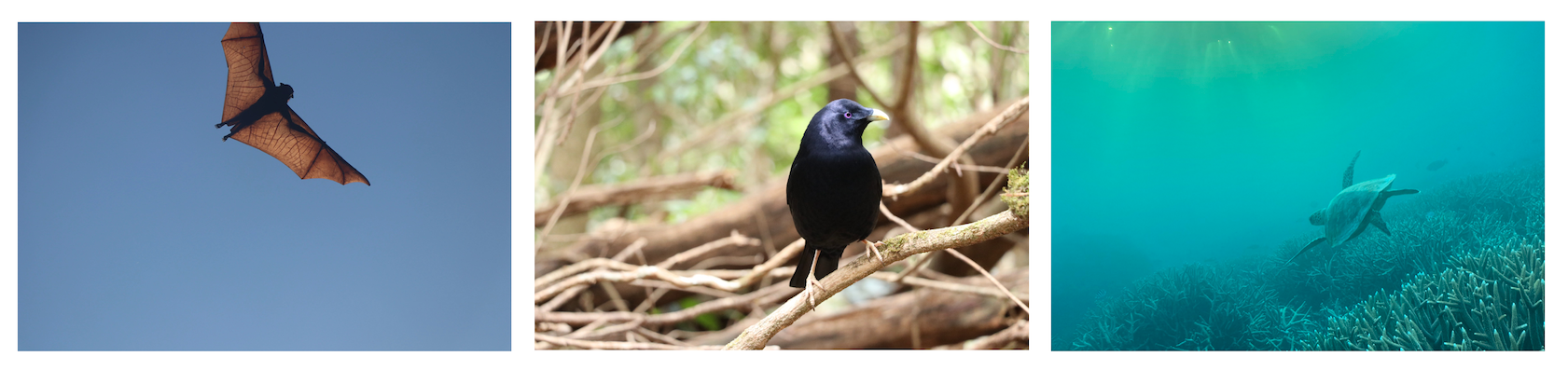 A series of three photos. One shows a grey-headed flying fox, the next shows a satin bowerbird, and the last shows a green sea turtle